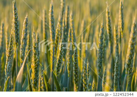 Wheat crop growing in a golden field during late afternoon sunlight showcasing nature's beauty and agricultural productivity Wheat crop growing in a golden field during late afternoon sunlight showcasing nature's beauty and agricultural productivity 122452344