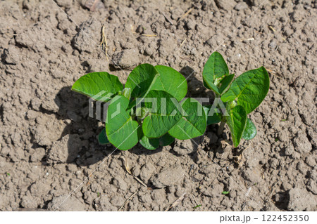 Green potato plant sprouts in rich soil under sunlight during spring season in a home garden Green potato plant sprouts in rich soil under sunlight during spring season in a home garden 122452350