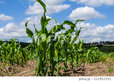 An industrial field of corn sprouts growing in black soil. Corn grow in beautiful rows at sunset. Agricultural landscape An industrial field of corn sprouts growing in black soil. Corn grow in beautiful rows at sunset. Agricultural landscape 122452351
