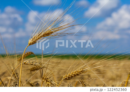 Golden wheat swaying gently in the breeze under a bright blue sky with fluffy clouds on a sunny day in a rural field 122452360