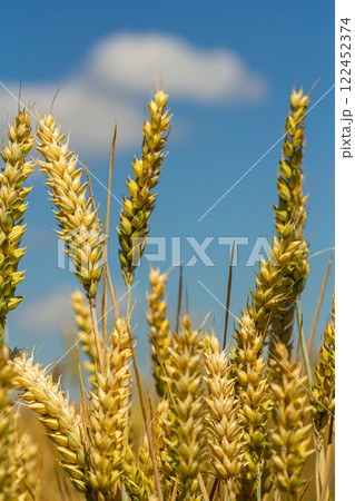 Golden wheat stalks sway gently under a clear blue sky on a sunny day, showcasing the beauty of agricultural growth in the countryside 122452374