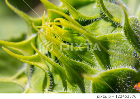 Intricate details of a green plant bud showcasing its unique structure in natural sunlight revealing its growth stage and texture Intricate details of a green plant bud showcasing its unique structure in natural sunlight revealing its growth stage and texture 122452376