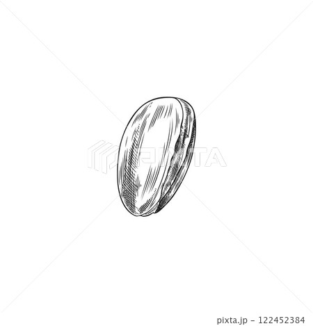 Argan tree nut engraved sketch, vector hand drawn cosmetic and medical plant, natural essential oil fruit, almond seed Argan tree nut engraved sketch, vector hand drawn cosmetic and medical plant, natural essential oil fruit, almond seed 122452384