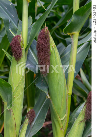 Fresh corn plants in field, green leaves, stem. Blue sky background. Sun's rays illuminate field 122452403