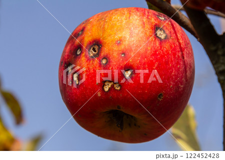 Ripening apple on tree branch shows signs of disease with dark spots under clear blue sky during warm autumn afternoon Ripening apple on tree branch shows signs of disease with dark spots under clear blue sky during warm autumn afternoon 122452428
