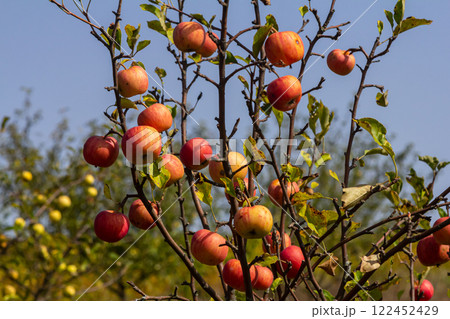 Apples hanging on a tree in a sunny orchard during the autumn season create a picturesque rural setting with vibrant colors and nature's bounty 122452429