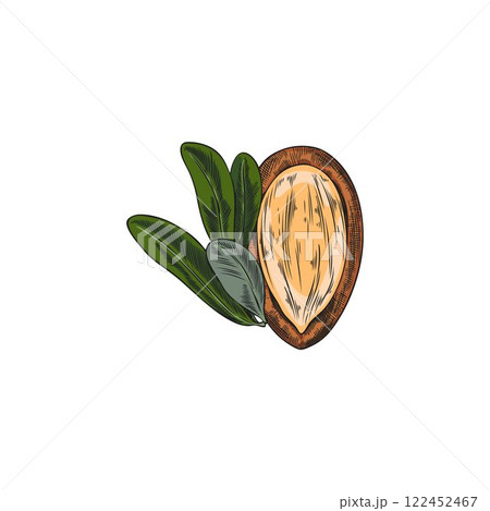 Argan leaves and nut open shell sketch vector illustration, hand drawn cosmetic, medical plant, natural oil stone fruit 122452467