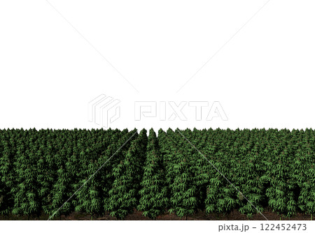 大麻 122452473