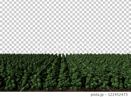 大麻 122452473