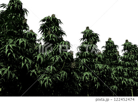 大麻 大麻 122452474