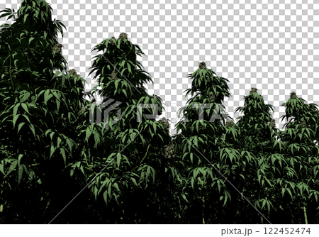 大麻 大麻 122452474