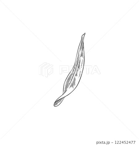 Vector black and white sketch of hand drawn argan leaf. Vector black and white sketch of hand drawn argan leaf. 122452477
