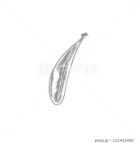 Vector botanical illustration in monochrome style with argan leaf. Vector botanical illustration in monochrome style with argan leaf. 122452480