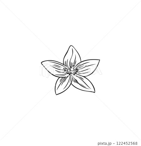 Bergamot flower vector icon, blossom plant engraved sketch, hand drawn blooming floral ink design element, spring bud Bergamot flower vector icon, blossom plant engraved sketch, hand drawn blooming floral ink design element, spring bud 122452568