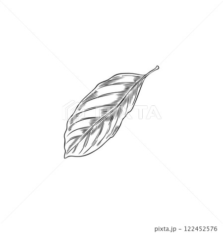 Bergamot tree leaf engraved sketch, vector hand drawn falling floral element, plant foliage, tea herb, natural fragrance Bergamot tree leaf engraved sketch, vector hand drawn falling floral element, plant foliage, tea herb, natural fragrance 122452576