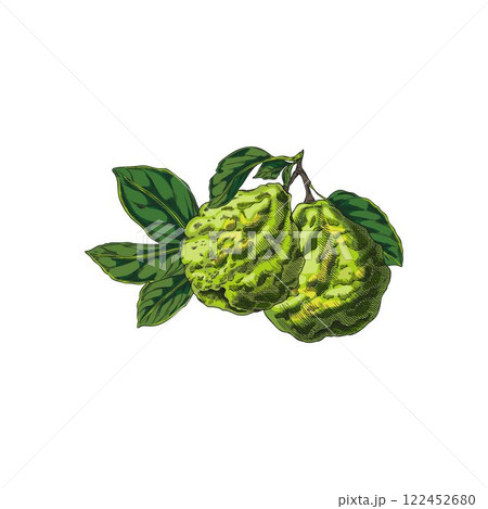 Vector illustration of two bergamot fruits on a branch with leaves. Hand drawn. Vector illustration of two bergamot fruits on a branch with leaves. Hand drawn. 122452680