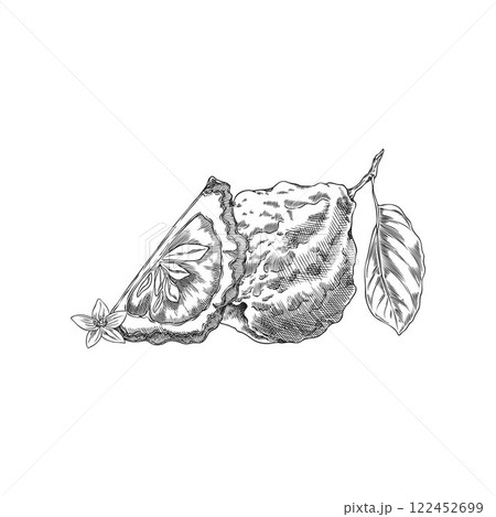 Vector illustration sketch of citrus whole fruit and slice with leaves and flower. 122452699