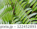 シダ植物の葉 122452893