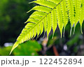 シダ植物の葉 122452894