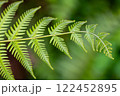 シダ植物の葉 122452895