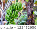 バナナの木 122452950
