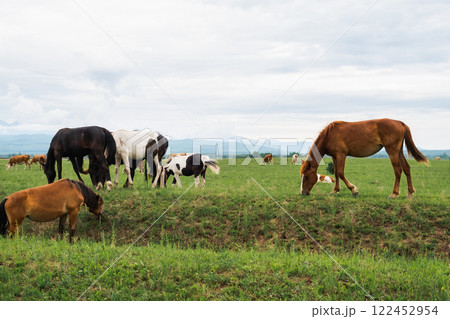 Modern animal livestock. Horses grazing in green field grassland farm countryside background. Horse in meadow chewing grass outdoor. Horse in natural eco farm. Herd of horses on green pasture 122452954