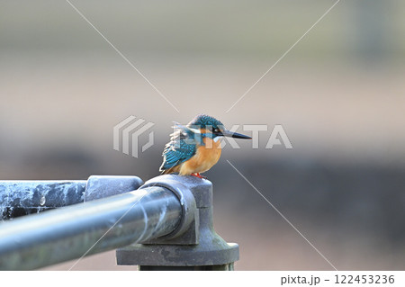 枝にとまるカワセミ 122453236
