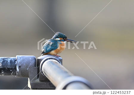 枝にとまるカワセミ 122453237
