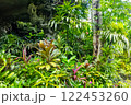 熱帯の風景 122453260