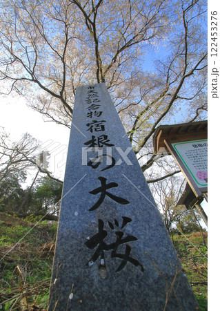 宿根(すくね)の大桜 122453276