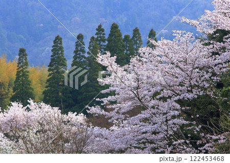 春景 122453468