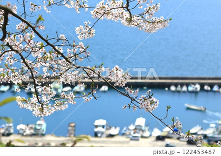 正福寺山公園(東広島市)の桜 122453487