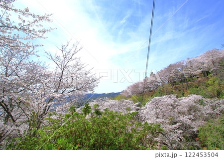 桜咲く 春の正福寺山公園 桜咲く 春の正福寺山公園 122453504