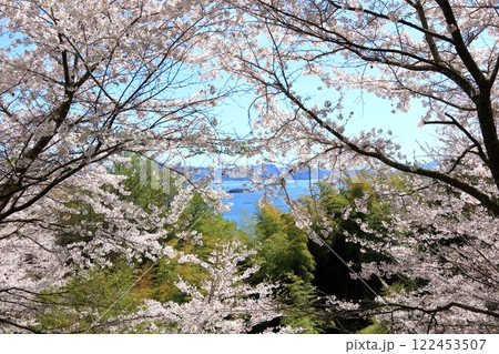 桜の先の瀬戸内海 122453507