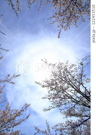 桜とハロー現象 桜とハロー現象 122453510