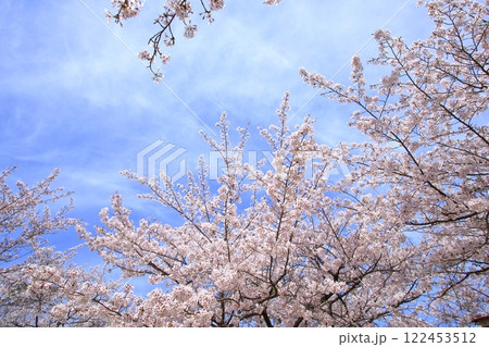 桜咲く春の空 桜咲く春の空 122453512