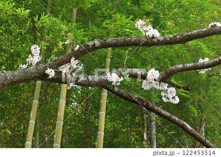 竹と桜 竹と桜 122453514