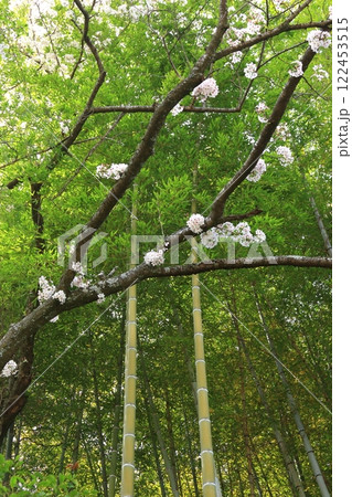 竹と桜 122453515