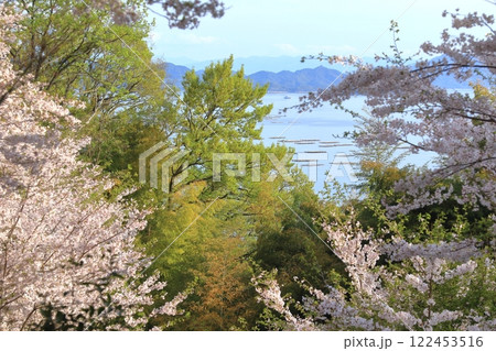 桃色の桜と緑の木々と青い瀬戸内海 122453516