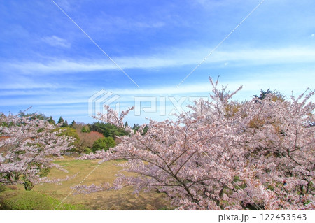 春の野呂山に咲く桜 春の野呂山に咲く桜 122453543