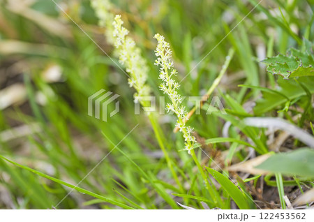 至仏山に咲くオゼソウ 至仏山に咲くオゼソウ 122453562