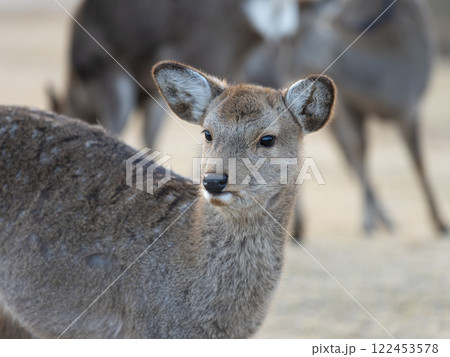 冬の奈良公園に住む子鹿 冬の奈良公園に住む子鹿 122453578
