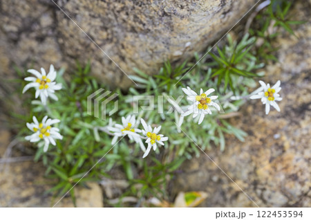 至仏山のホソバヒナウスユキソウ 至仏山のホソバヒナウスユキソウ 122453594