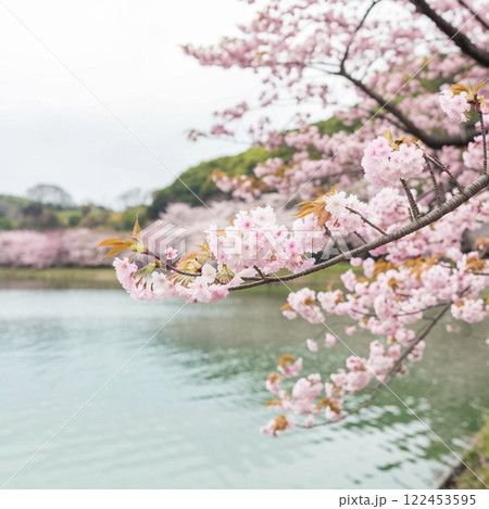 満開の桜と湖 満開の桜と湖 122453595