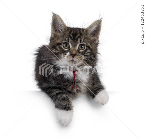 Maine Coon kittens on white background 122453851