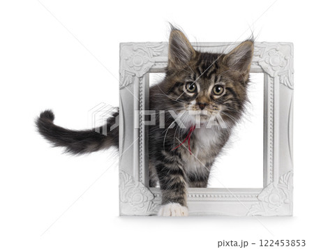 Maine Coon kittens on white background 122453853