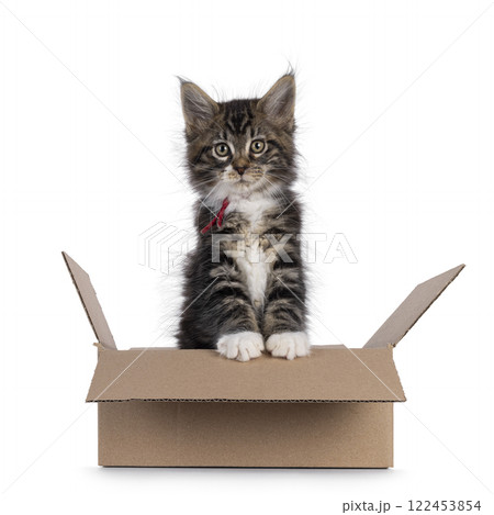 Maine Coon kittens on white background Maine Coon kittens on white background 122453854