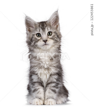 Maine Coon kittens on white background 122453861