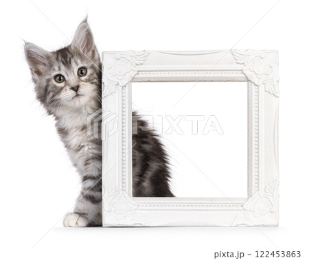 Maine Coon kittens on white background Maine Coon kittens on white background 122453863