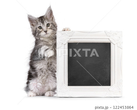 Maine Coon kittens on white background Maine Coon kittens on white background 122453864